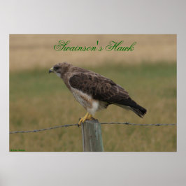 E10 Swainson's Hawk Poster