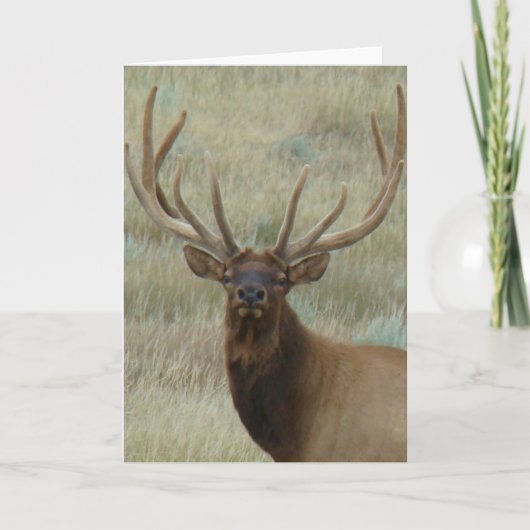E10t Bull Elk in Velvet Head Shot Kaart (Voorkant)
