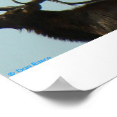 E11 Bull Elk Silhouette Head Shot Poster (Hoek)