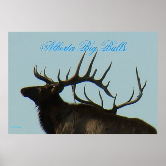 E11 Silhouet van een stierelandschap met hoorns aa Poster (Voorkant)