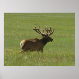 E12 Bull Elk 1 of 2? Poster