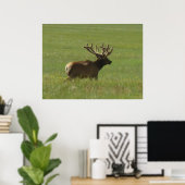 E12 Bull Elk 1 of 2? Poster (Thuiskantoor)
