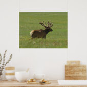 E12 Bull Elk 1 of 2? Poster (Keuken)