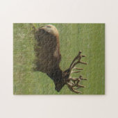 E12 Mannelijke Wapiti 1 mannetje of 2 ? Legpuzzel (Horizontaal)
