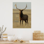 E13 Bull Elk Gras in Hoorns Poster (Keuken)