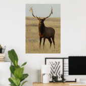 E13 Bull Elk Gras in Hoorns Poster (Thuiskantoor)