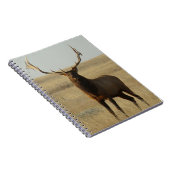 E13 Bull Elk Grass in Hoorns Notitieboek (Rechterzijde)