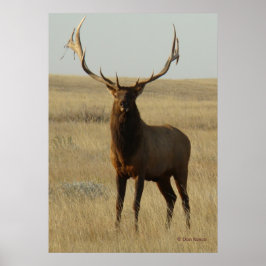 E13 Bull Elk Grass in Hoorns Poster