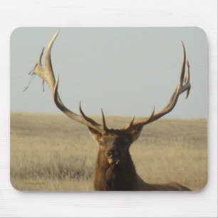 E13 Bull Elk Grass in Horns Head Shot Muismat