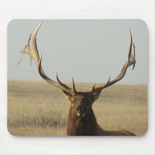 E13 Bull Elk Grass in Horns Head Shot Muismat (Voorkant)
