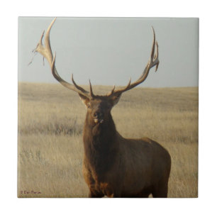 E13 Wapiti Gras in Hoorns Tegeltje