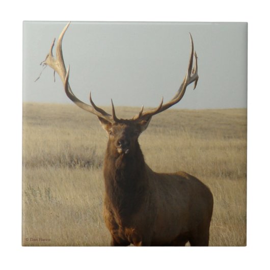 E13 Wapiti Gras in Hoorns Tegeltje (Voorkant)