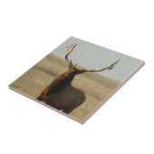 E13 Wapiti Gras in Hoorns Tegeltje (Zijkant)