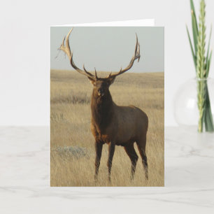 E13 Wapitihert met gras in gewei Kaart