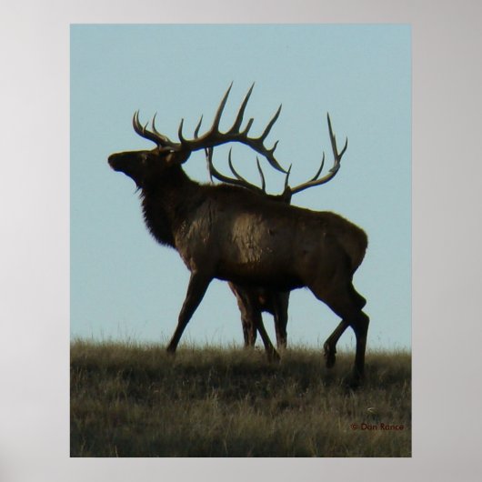 E14 Bull Elk Silhouette Horns op de Horizon Poster (Voorkant)