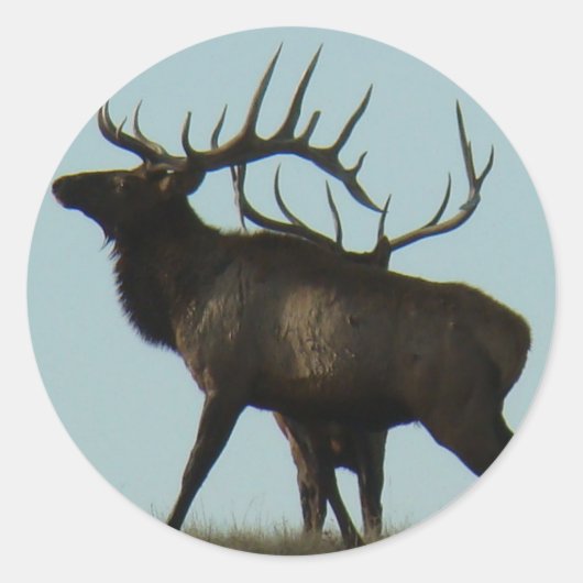 E14 Bull Elk Silhouette Ronde Sticker (Voorkant)