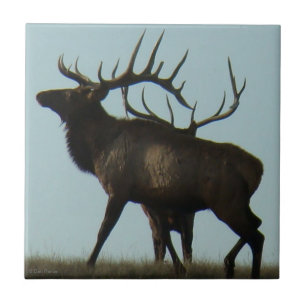 E14 Silhouet van een stier eland met hoorns aan de Tegeltje