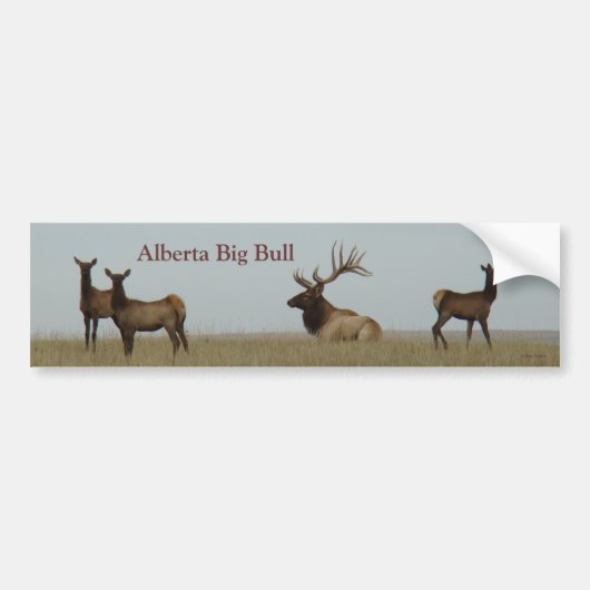 E15 Bull Elk en Jongeren Bumpersticker (Voorkant)
