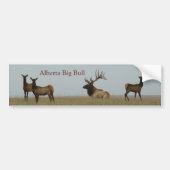 E15 Bull Elk en Yearlings Bumpersticker (Voorkant)