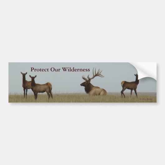 E15 Bull Elk en Yearlings Bumpersticker (Voorkant)