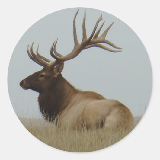 E15 Bull Elk Ronde Sticker (Voorkant)