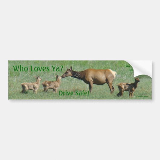 E16 Wapitikoekoe en Kalveren Bumpersticker (Voorkant)