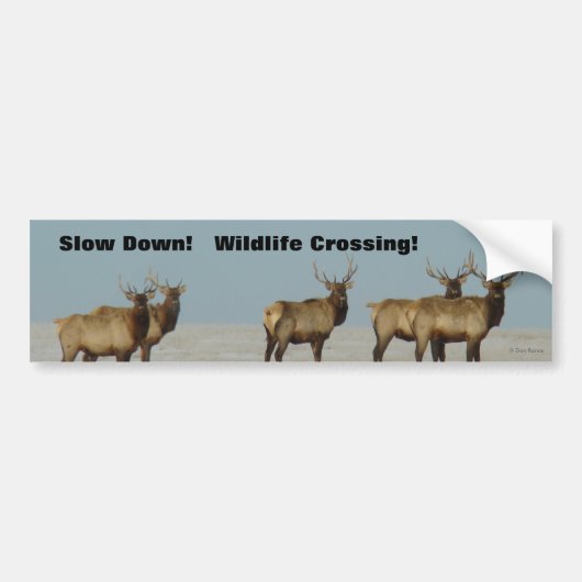 E18 Wapiti Stier Winter Stieren Bumpersticker (Voorkant)