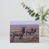 E19 Bull Elk Double Drop Tines Briefkaart (Staand voorkant)