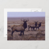 E19 Bull Elk Double Drop Tines Briefkaart (Voorkant / Achterkant)
