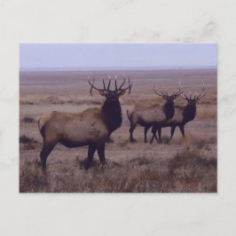E19 Bull Elk Double Drop Tines Briefkaart