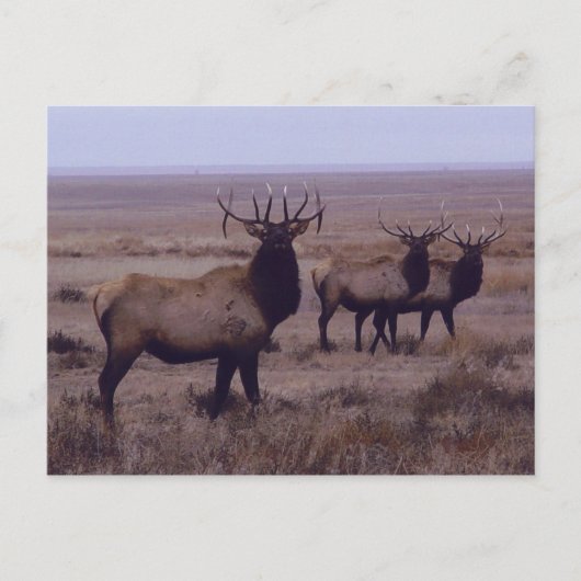 E19 Bull Elk Double Drop Tines Briefkaart (Voorkant)