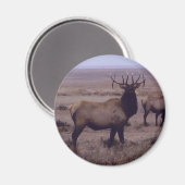 E19 Bull Elk Double Drop Tines Magneet (Voorkant / Achterkant)