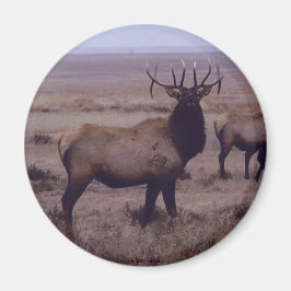 E19 Bull Elk Double Drop Tines Magneet