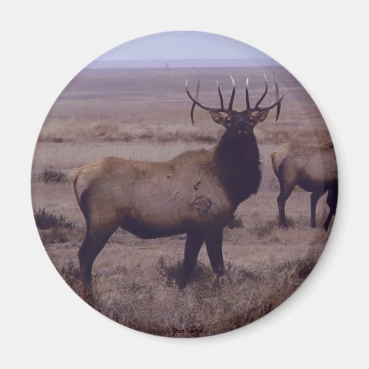 E19 Bull Elk Double Drop Tines Magneet (Voorkant)
