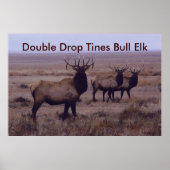 E19 Bull Elk Double Drop Tines Poster (Voorkant)