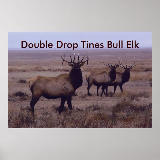 E19 Bull Elk Double Drop Tines Poster (Voorkant)