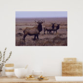 E19 Bull Elk Double Drop Tines Poster (Keuken)