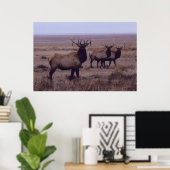 E19 Bull Elk Double Drop Tines Poster (Thuiskantoor)