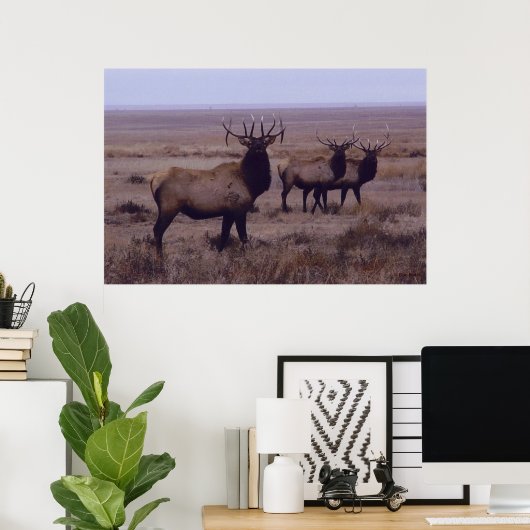 E19 Bull Elk Double Drop Tines Poster (Thuiskantoor)