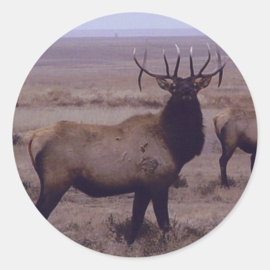 E19 Bull Elk Double Drop Tines Ronde Sticker (Voorkant)