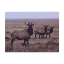 E19 Grote Canadese Eland Dubbele Afhangende Geweit