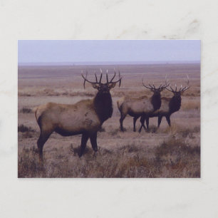 E19 Grote Canadese Eland Dubbele Afhangende Geweit Briefkaart
