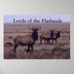 E19 Wapiti Dubbele Afslag Takken Poster