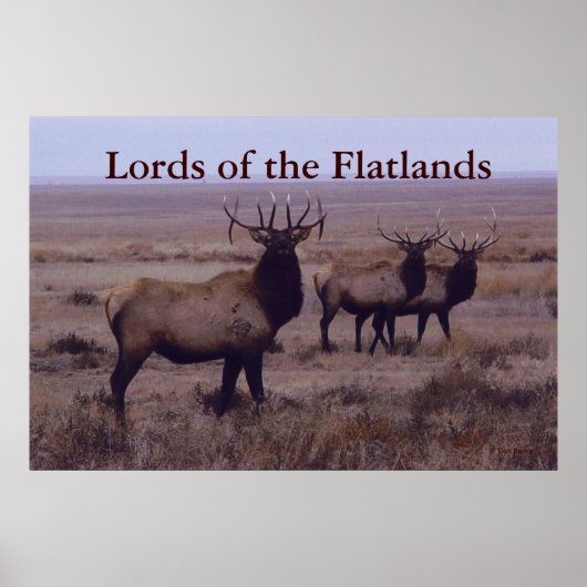 E19 Wapiti Dubbele Afslag Takken Poster (Voorkant)