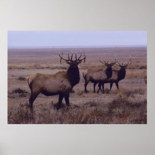 E19 Wapiti Dubbele Afslag Takken Poster