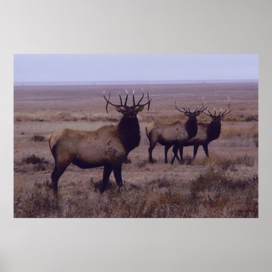 E19 Wapiti Dubbele Afslag Takken Poster (Voorkant)