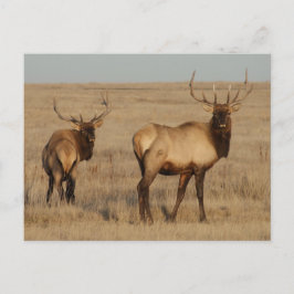 E1 Bull Elk Jonge Stieren Briefkaart
