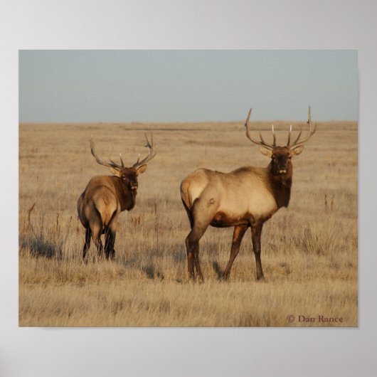 E1 Bull Elk Jonge Stieren Poster (Voorkant)