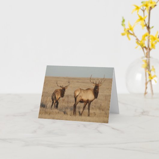 E1 Bull Elk Kaart (Gele Bloem)