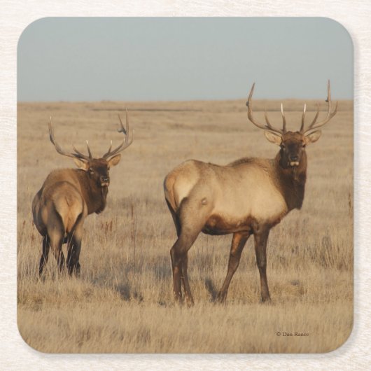 E1 Bull Elk Kartonnen Onderzetters (Voorkant)